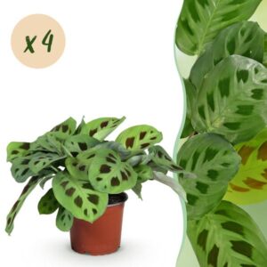 Green boutiQ - Kamerplant - Maranta Fascinator Kerchoveana - Gebedsplant - Huisdiervriendelijk - Groen - 4 Planten - Pot 12cm - Hoogte 30-35cm
