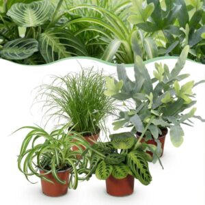 Green boutiQ - Kamerplant - Chlorophytum - Cyperus - Phlebodium - Marantha - Mix van 4 - Huisdiervriendelijke Planten - Groen - 4 Planten - Pot 12cm - Hoogte 25cm