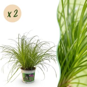 Green boutiQ - Kamerplant - Cyperus alternifolius Zumula - Kattengras - Huisdiervriendelijk - Groen - 2 Planten - Pot 12cm - Hoogte 28-30cm