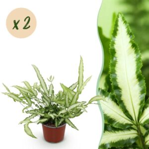 Green boutiQ - Kamerplant - Pteris cretica Albolineata - Lintvaren - Huisdiervriendelijk - Bont - 2 Planten - Pot 12cm - Hoogte 28-30cm