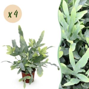 Green boutiQ - Kamerplant - Phlebodium aureum Blue Star - Blauwe Varen - Huisdiervriendelijk - Blauw - 4 Planten - Pot 12cm - Hoogte 25-30cm