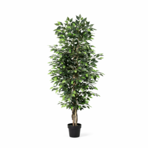 ARTIFICIAL Ficus Benjamina - 180cm