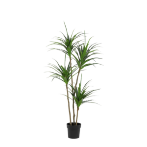ARTIFICIAL Dracaena - 165cm