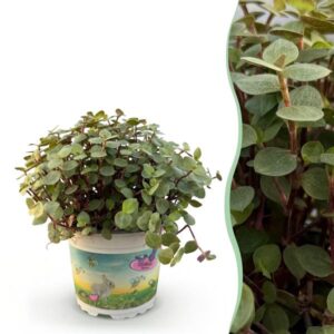 Green boutiQ - Kamerplant - Calissia repens - Schildpad plant - Huisdiervriendelijke Plant - Groen - 1 Plant - Pot 12cm - Hoogte 14cm