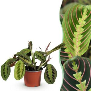 Green boutiQ - Kamerplant - Maranta Fascinator Tricolour - Gebedsplant - Huisdiervriendelijke Plant - Groen - 1 Plant - Pot 12cm - Hoogte 25cm