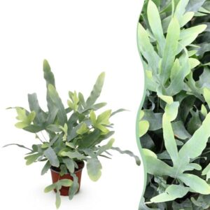 Green boutiQ - Kamerplant - Phlebodium aureum Blue Star - Blauwe Varen - Huisdiervriendelijke Plant - Blauw - 1 Plant - Pot 12cm - Hoogte 25cm