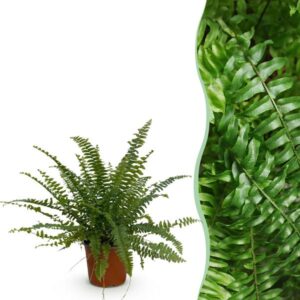 Kamerplant - Nephrolepsis exaltata Green Lady - Varen - Huisdiervriendelijke Plant - Groen - 1 Plant - Pot 12cm - Hoogte 25cm