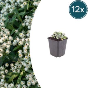 12x Anaphalis triplinervis - ↕10-25cm - Ø9cm