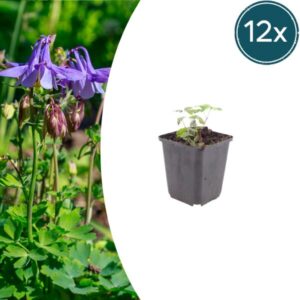 12x Aquilegia vulgaris - ↕10-25cm - Ø9cm