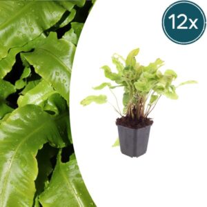 12x Asplenium scolopendrium - ↕10-25cm - Ø9cm
