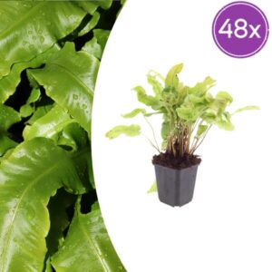 48x Asplenium scolopendrium - ↕10-25cm - Ø9cm