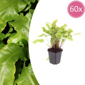 60x Asplenium scolopendrium - ↕10-25cm - Ø9cm