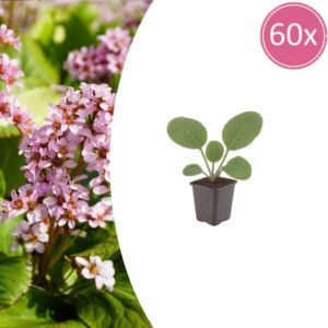 60x Bergenia cordifolia - ↕10-25cm - Ø9cm