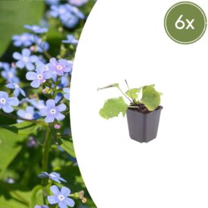 6x Brunnera macrophylla - ↕10-25cm - Ø9cm