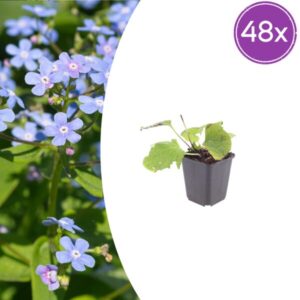 48x Brunnera macrophylla - ↕10-25cm - Ø9cm