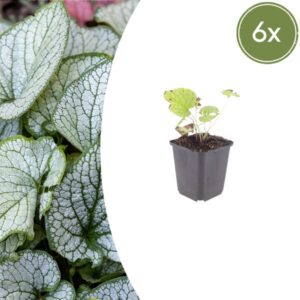 6x Brunnera macr. 'Jack Frost' - ↕10-25cm - Ø9cm
