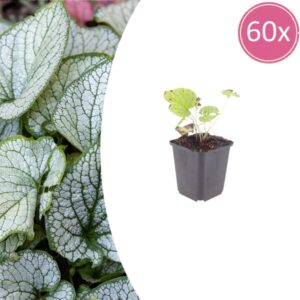 60x Brunnera macr. 'Jack Frost' - ↕10-25cm - Ø9cm