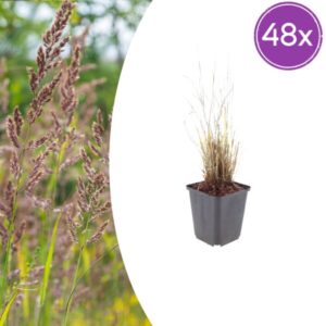 48x Calamagrostis brachytricha - ↕10-25cm - Ø9cm