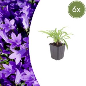 6x Campanula pers. 'Coerulea' - ↕10-25cm - Ø9cm