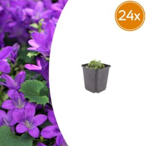 24x Campanula portenschlagiana - ↕10-25cm - Ø9cm