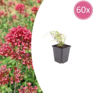 60x Centranthus ruber 'Coccineus' - ↕10-25cm - Ø9cm