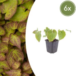 6x Epimedium perralc. 'Frohnleiten' - ↕10-25cm - Ø9cm