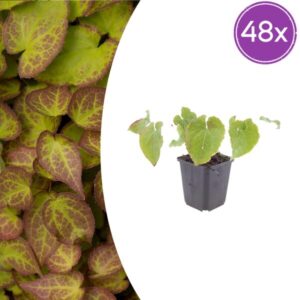 48x Epimedium perralc. 'Frohnleiten' - ↕10-25cm - Ø9cm
