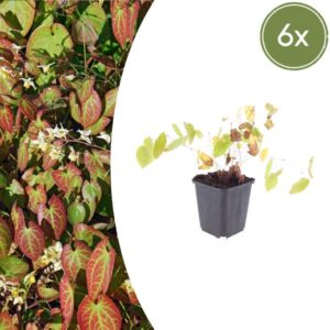 6x Epimedium y. 'Niveum' - ↕10-25cm - Ø9cm