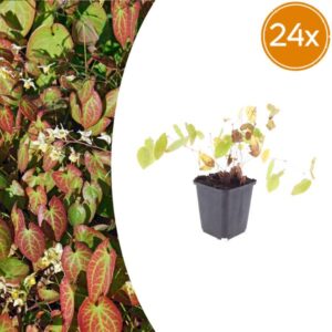 24x Epimedium y. 'Niveum' - ↕10-25cm - Ø9cm