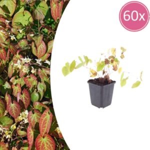 60x Epimedium y. 'Niveum' - ↕10-25cm - Ø9cm
