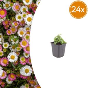24x Erigeron karvinskianus - ↕10-25cm - Ø9cm