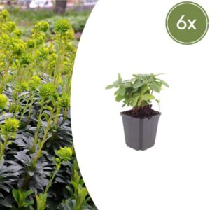 6x Euphorbia amygdal. robbiae - ↕10-25cm - Ø9cm