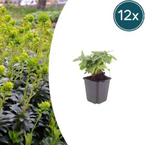 12x Euphorbia amygdal. robbiae - ↕10-25cm - Ø9cm