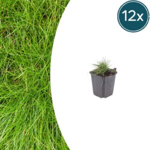 12x Festuca gautieri - ↕10-25cm - Ø9cm