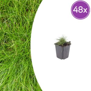 48x Festuca gautieri - ↕10-25cm - Ø9cm