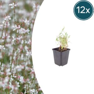 12x Gaura lindheimeri - ↕10-25cm - Ø9cm
