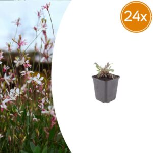 24x Gaura l. 'Siskiyou Pink' - ↕10-25cm - Ø9cm