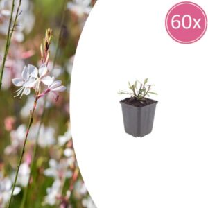 60x Gaura l. 'Whirling Butterflies' - ↕10-25cm - Ø9cm