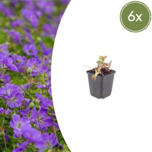 6x Geranium 'Azure Rush' - ↕10-25cm - Ø9cm