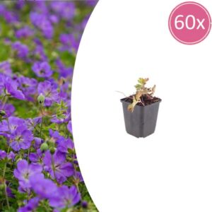 60x Geranium 'Azure Rush' - ↕10-25cm - Ø9cm