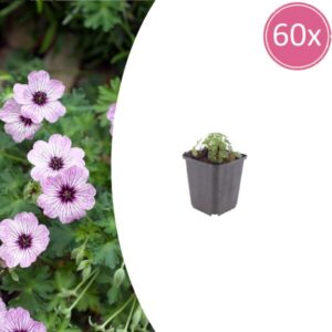 60x Geranium cin. 'Ballerina' - ↕10-25cm - Ø9cm