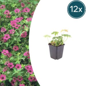 12x Geranium macr. 'Bevan's Variety' - ↕10-25cm - Ø9cm