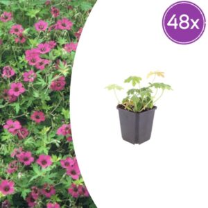 48x Geranium macr. 'Bevan's Variety' - ↕10-25cm - Ø9cm