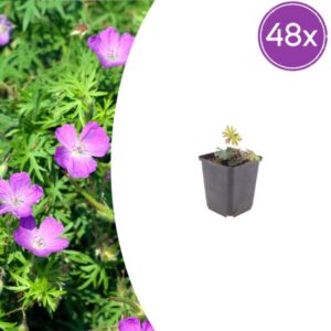 48x Geranium sanguineum - ↕10-25cm - Ø9cm