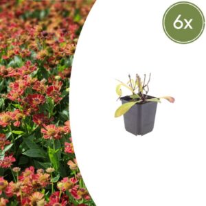 6x Helenium 'Moerheim Beauty' - ↕10-25cm - Ø9cm