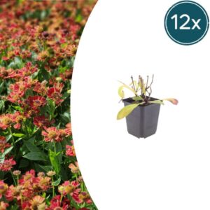 12x Helenium 'Moerheim Beauty' - ↕10-25cm - Ø9cm