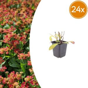 24x Helenium 'Moerheim Beauty' - ↕10-25cm - Ø9cm