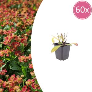 60x Helenium 'Moerheim Beauty' - ↕10-25cm - Ø9cm