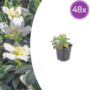 48x Helleborus niger - ↕10-25cm - Ø9cm