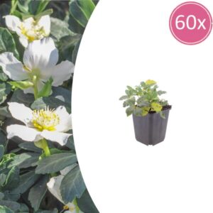 60x Helleborus niger - ↕10-25cm - Ø9cm